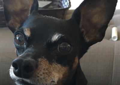 Pet Dog Dax in Council, Idaho - Rainbow Bridge Pet Memorials recognizes the importance of your pet Dax, a beloved dog in Council, Idaho. Create a lasting tribute to celebrate their life.