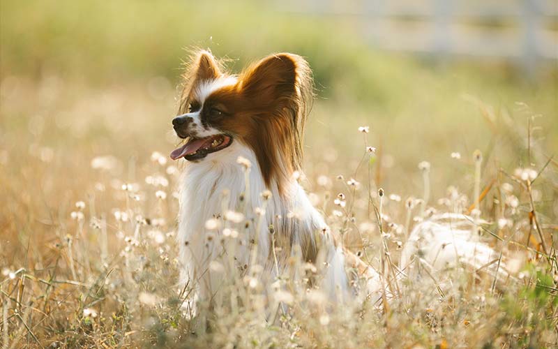 Loyal Pet Cremation PH